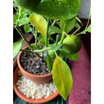 Orange Plant